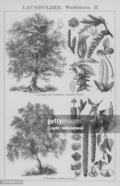 old engraved illustration of european or common hornbeam (carpinus betulus) and silver birch, warty birch, european white birch, or east asian white birch (betula pendula) - hornbeam ストックフォトと画像