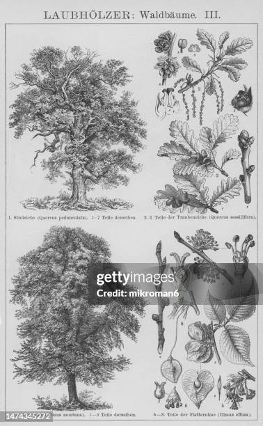 old engraved illustration of wych elm or scots elm (ulmus glabra) and european white elm, fluttering elm, spreading elm, stately elm (ulmus laevis) and oak tree, common oak, pedunculate oak, european oak or english oak (quercus robur) - common oak stock pictures, royalty-free photos & images