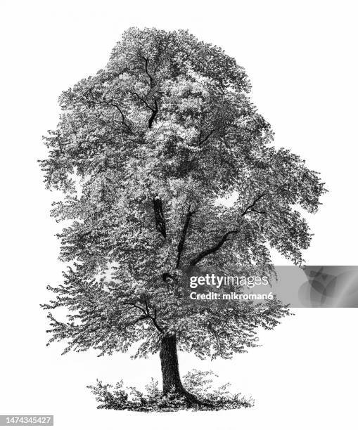 old engraved illustration of wych elm or scots elm (ulmus glabra) and european white elm, fluttering elm, spreading elm, stately elm (ulmus laevis) - ulmaceae stock pictures, royalty-free photos & images