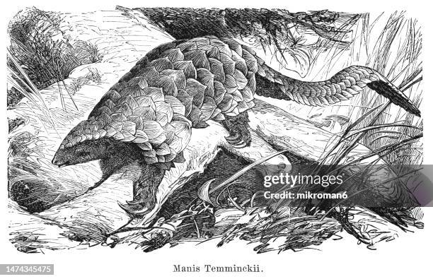 old engraved illustration of ground pangolin, temminck's pangolin, cape pangolin or steppe pangolin (smutsia temminckii) - cape pangolin stockfoto's en -beelden