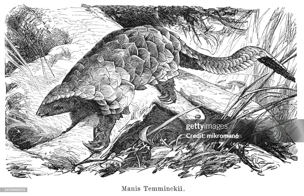 Old engraved illustration of ground pangolin, Temminck's pangolin, Cape pangolin or steppe pangolin (Smutsia temminckii)