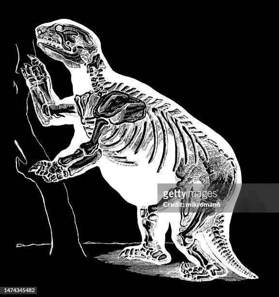 old engraved illustration of mylodon - extinct ground sloth belonging to the family mylodontidae (mylodon robustus) - dierlijk skelet stockfoto's en -beelden