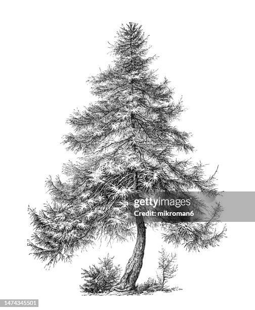 old engraved illustration of european larch (larix decidua) - larch tree fotografías e imágenes de stock