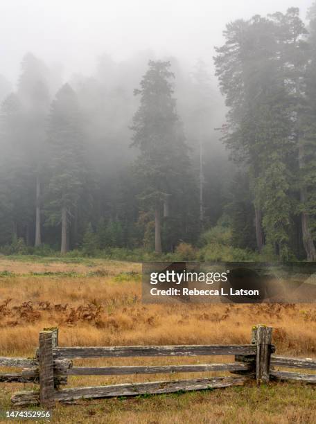 mist in the meadow - prairie creek state park stock pictures, royalty-free photos & images