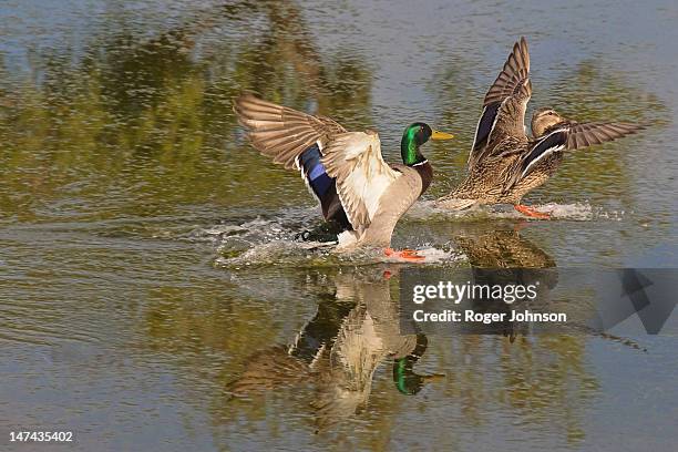 pair of water skiers - pair stockfoto's en -beelden