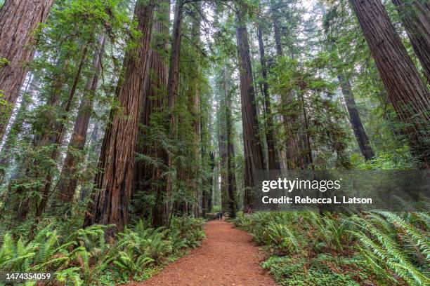 walking amongst the tall redwood trees in stout grove - parque estatal fotografías e imágenes de stock