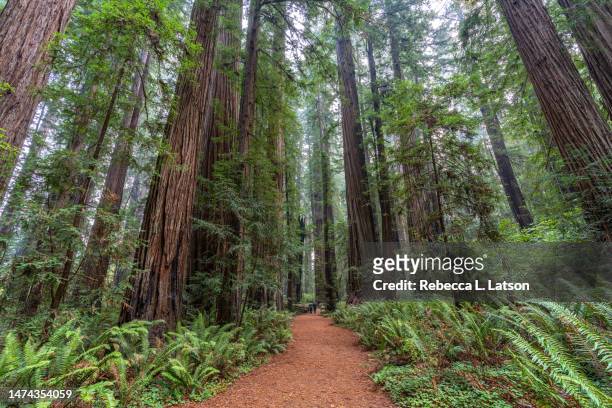 walking amongst the tall redwood trees in stout grove - redwood stockfoto's en -beelden