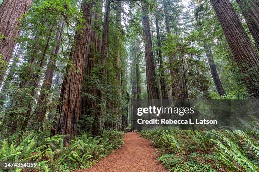 Walking Amongst The Tall Redwood Trees In Stout Grove