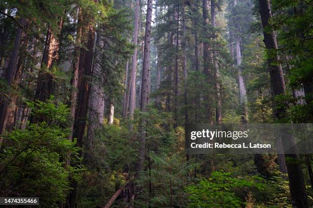 the woods are lovely dark and deep - prairie creek state park stock pictures, royalty-free photos & images