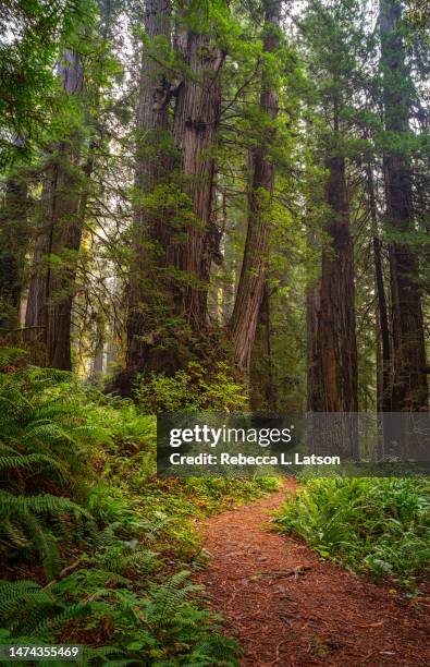 the trail through the redwoods - prairie creek state park stock pictures, royalty-free photos & images