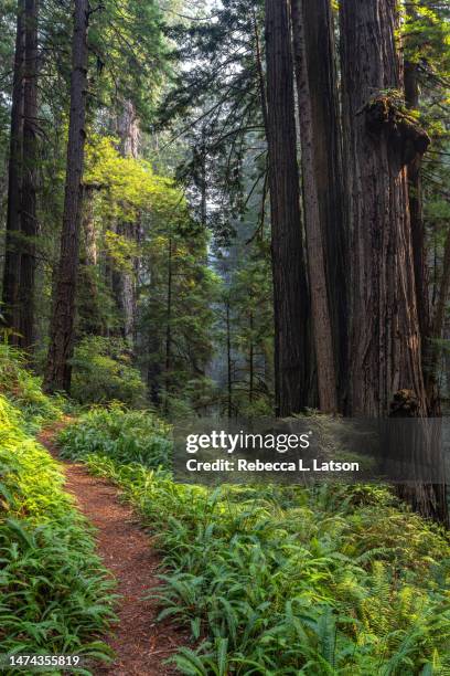 a trail through the forest - prairie creek state park stock pictures, royalty-free photos & images