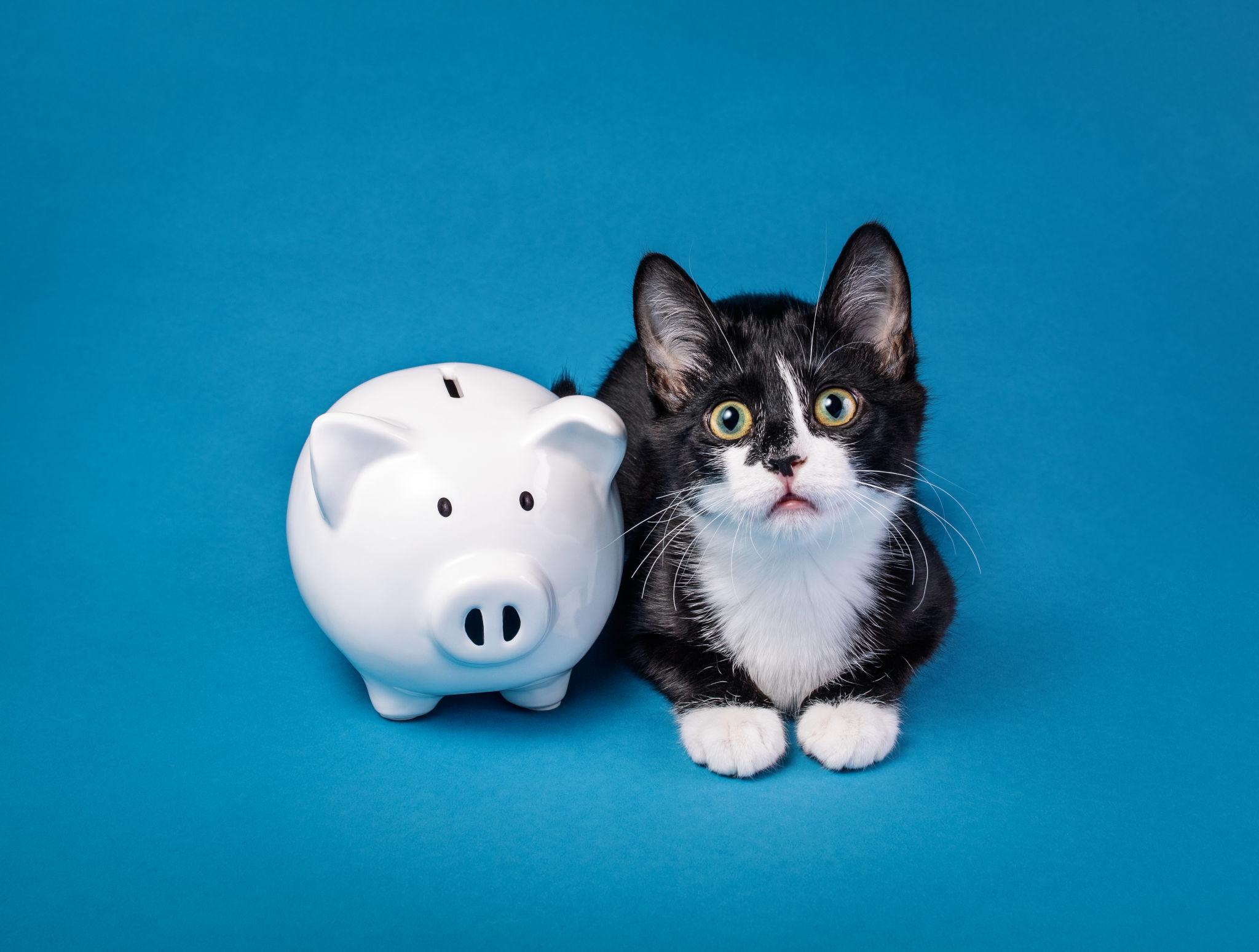 pet adoption fee