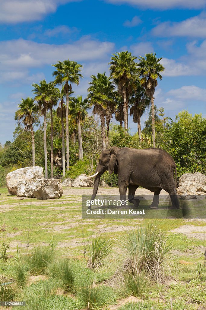 The Elephant March