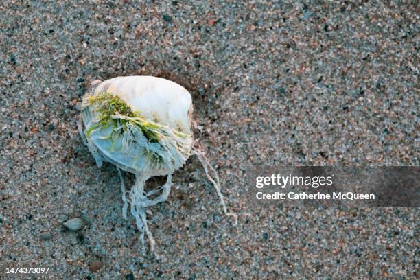 Close Clam Shell 110 Closed Clam Stock Photos, High-Res Pictures, and Images - Getty Images