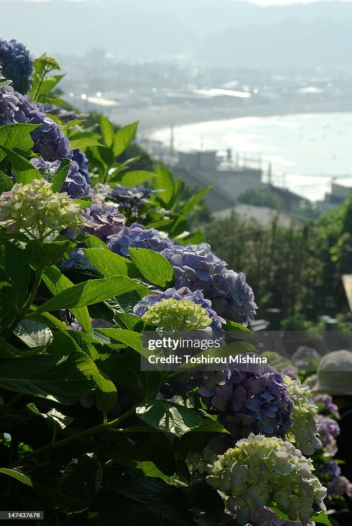 Hydrangea