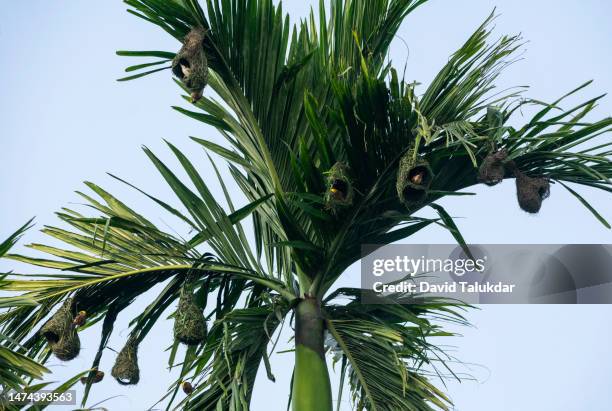 baya weaver bird building nests - masked weaver bird stock pictures, royalty-free photos & images