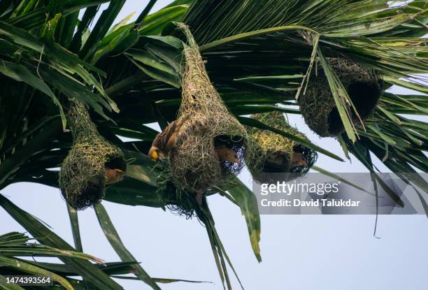 baya weaver bird building nests - masked weaver bird stock pictures, royalty-free photos & images