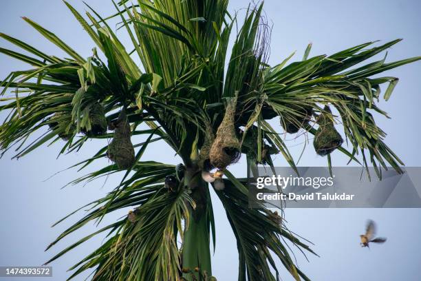 baya weaver bird building nests - masked weaver bird stock pictures, royalty-free photos & images