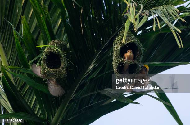 baya weaver bird building nests - masked weaver bird stock pictures, royalty-free photos & images