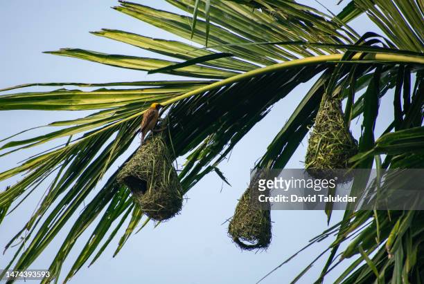 baya weaver bird building nests - masked weaver bird stock pictures, royalty-free photos & images
