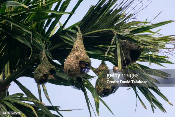 baya weaver bird building nests - masked weaver bird stock pictures, royalty-free photos & images