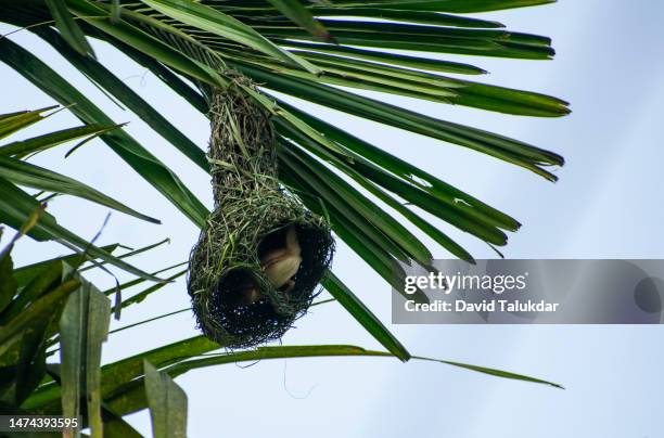 baya weaver bird building nests - masked weaver bird stock pictures, royalty-free photos & images