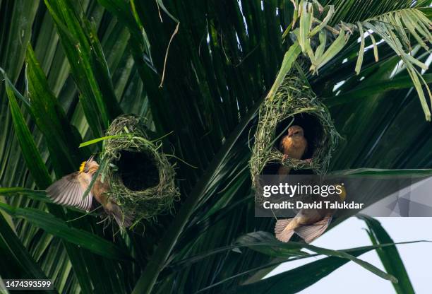 baya weaver bird building nests - masked weaver bird stock pictures, royalty-free photos & images