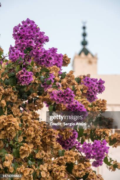 bougainvillea and mosque in sidi bou said, tunisia - mosque of tunis stock pictures, royalty-free photos & images