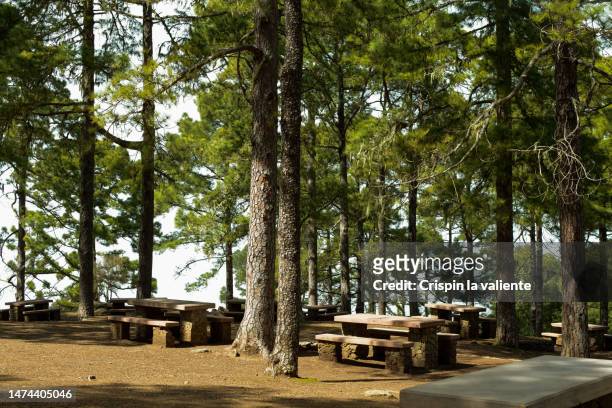 pine tree picnic area - senderismo fotografías e imágenes de stock