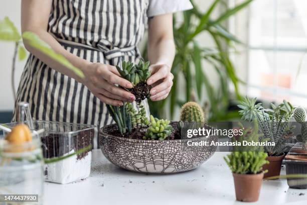 woman gardeners hand transplanting cacti and succulents in pots on white table. concept of home garden. - watering succulent stock pictures, royalty-free photos & images