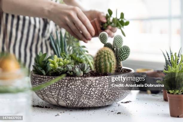 woman gardeners hand transplanting cacti and succulents in pots on white table. concept of home garden. - watering succulent stock pictures, royalty-free photos & images