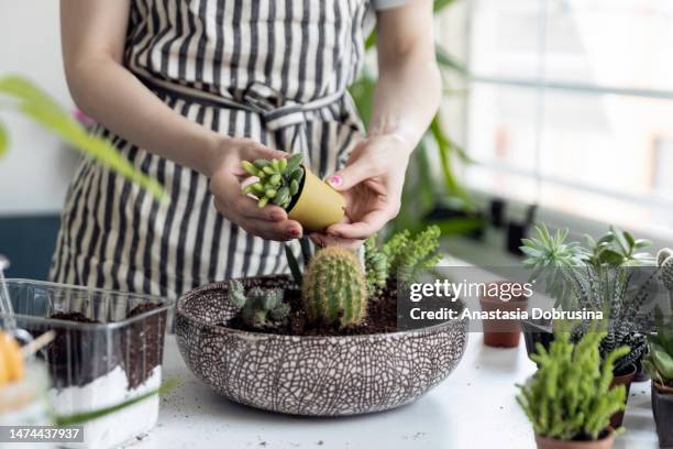 woman gardeners hand transplanting cacti and succulents in pots on white table. concept of home garden. - watering succulent stock pictures, royalty-free photos & images