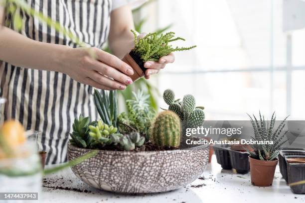 woman gardeners hand transplanting cacti and succulents in pots on white table. concept of home garden. - watering succulent stock pictures, royalty-free photos & images