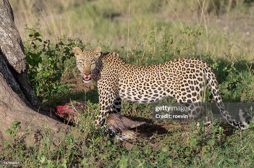 Serengeti Leopard