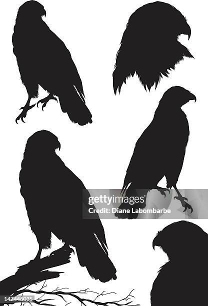 red-tailed hawk silhouettes - perching stock illustrations