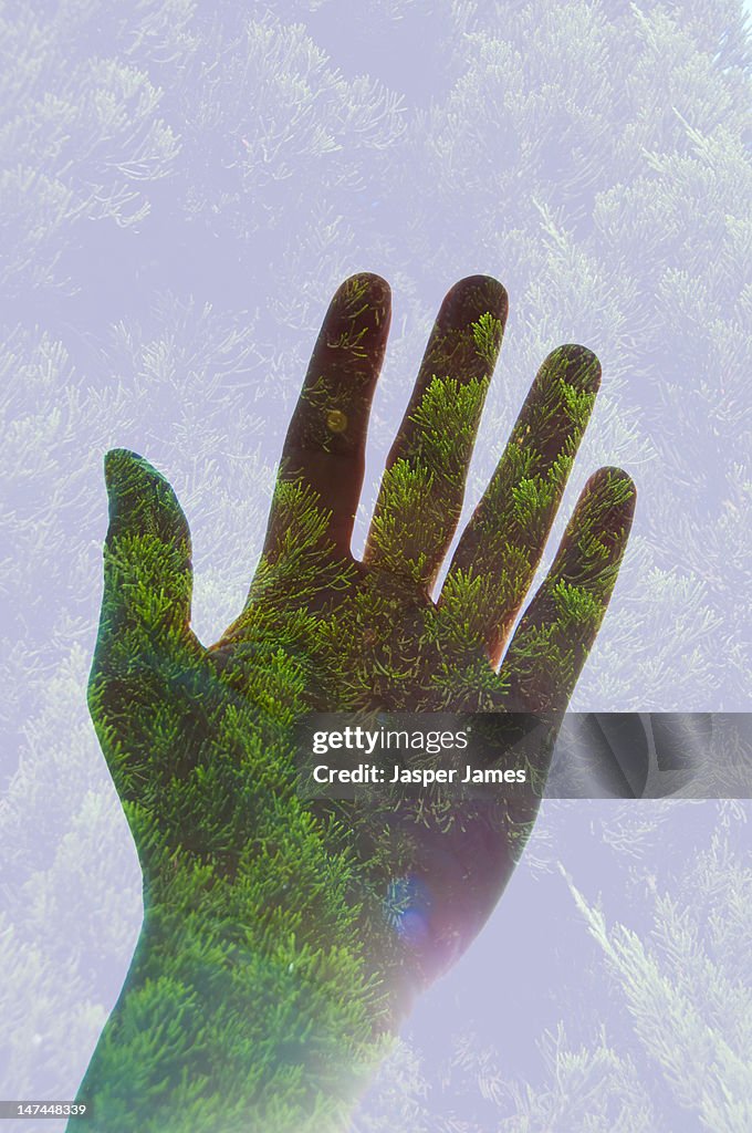 Double exposure of hand and trees