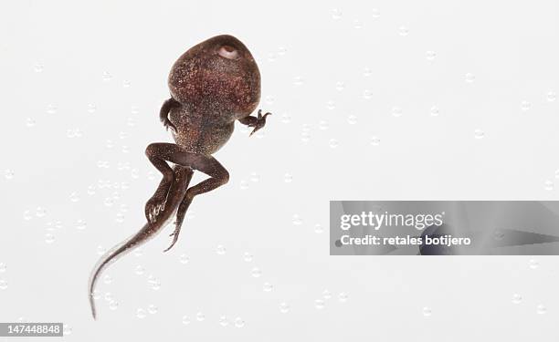 toad tadpole - tadpole stock pictures, royalty-free photos & images