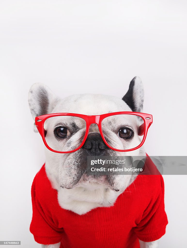 Dog with eyeglasses