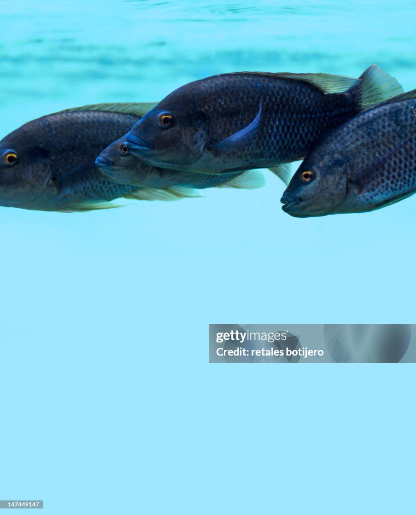 Fish in single file