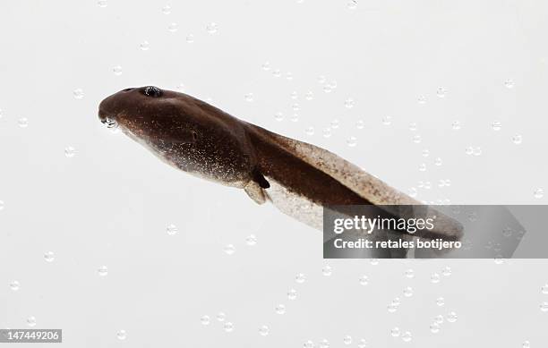 toad tadpole - tadpole stock pictures, royalty-free photos & images