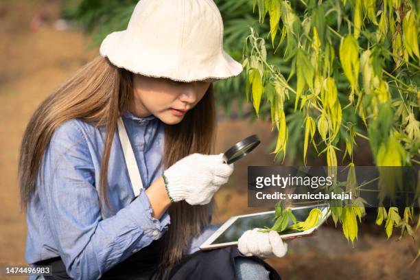 young female student using magnifying glass and laptop researching marijuana on marijuana diseases - cannabis concentrate stock pictures, royalty-free photos & images