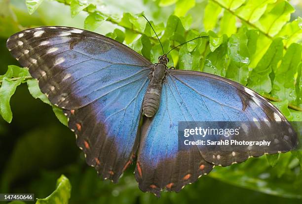Giant Rift Butterfly 1 777 Giant Butterfly Wings Stock Photos, High-Res Pictures, and Images ...