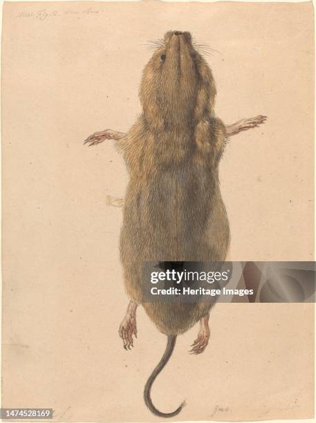 Av Field Mouse 55 Brown Field Mouse Stock Photos, High-Res Pictures, and Images ...