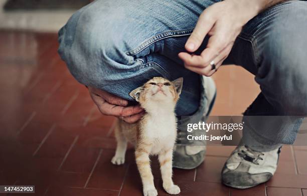 man playing with cat - human leg stock pictures, royalty-free photos & images