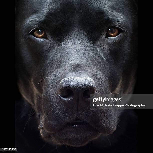 black dog - wayne stock pictures, royalty-free photos & images