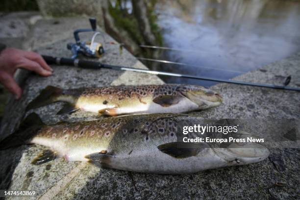 Trout caught during the first day of the river fishing season, on 19 March, 2023 in Rabade, Lugo, Galicia, Spain. The fishing season has started this...