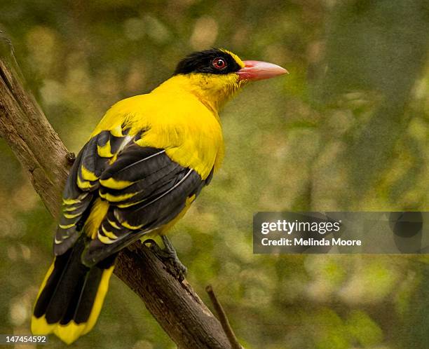 yellow naped oriole - oriole stock pictures, royalty-free photos & images