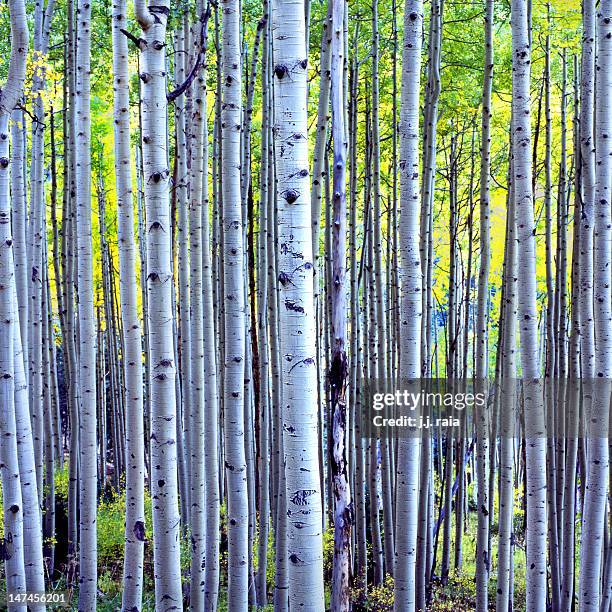 Grove In Forest 33 Jj Grove Stock Photos, High-Res Pictures, and Images - Getty Images