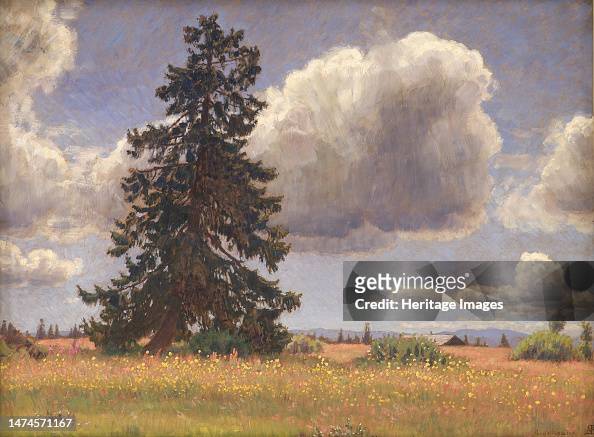 Spruce Tree In A Summer Pasture Norway