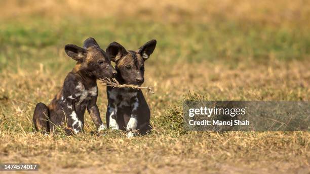 african wild dog puppies in ol pejeta conservancy, kenya - african wild dog stock pictures, royalty-free photos & images